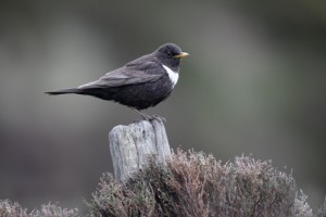 Ring Ouzel standing on a post