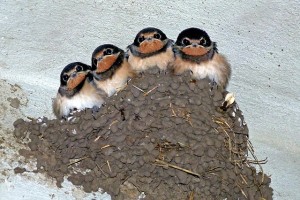 Barn swallows in the nest