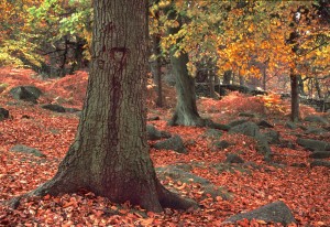 Autumn leaves