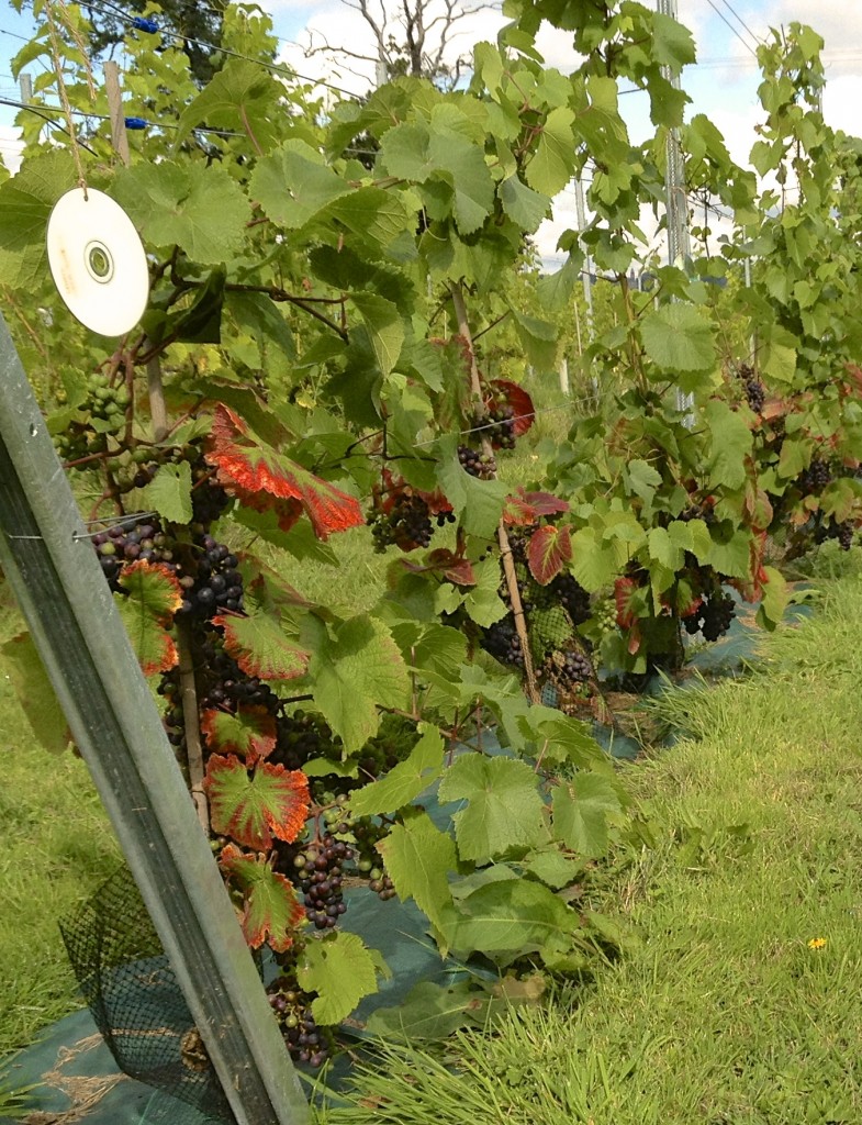 Renishaw Hall vineyard