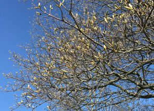 sycamore tree in bud