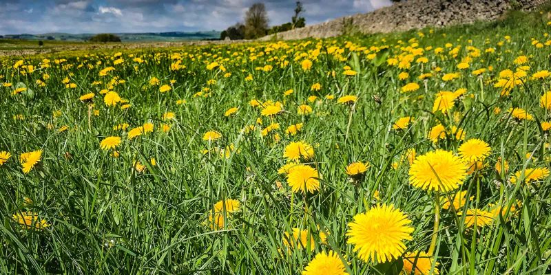 dandelions in a field