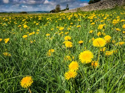 dandelions massed in field