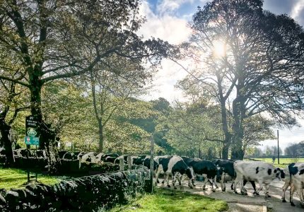 cows on their way to pasture