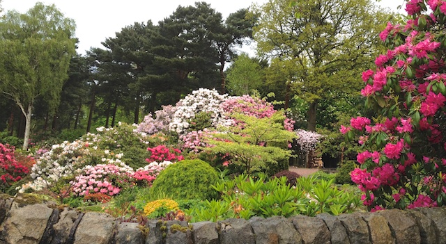 Lea Garden Rhododendrons