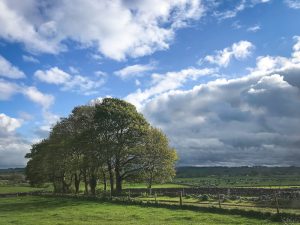 sycamore trees in leaf