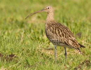 Curlew in a field