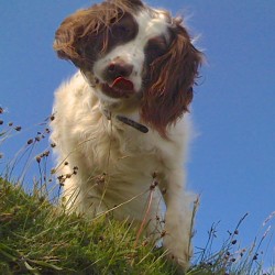 Dog friendly self catering accommodation – obsolete