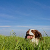 Dog enjoying a walk