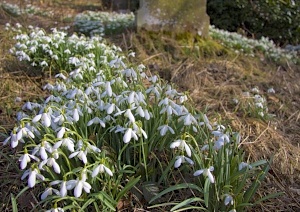 Snowdrops